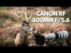 Canon RF 800mm f/5.6 L IS USM Lens